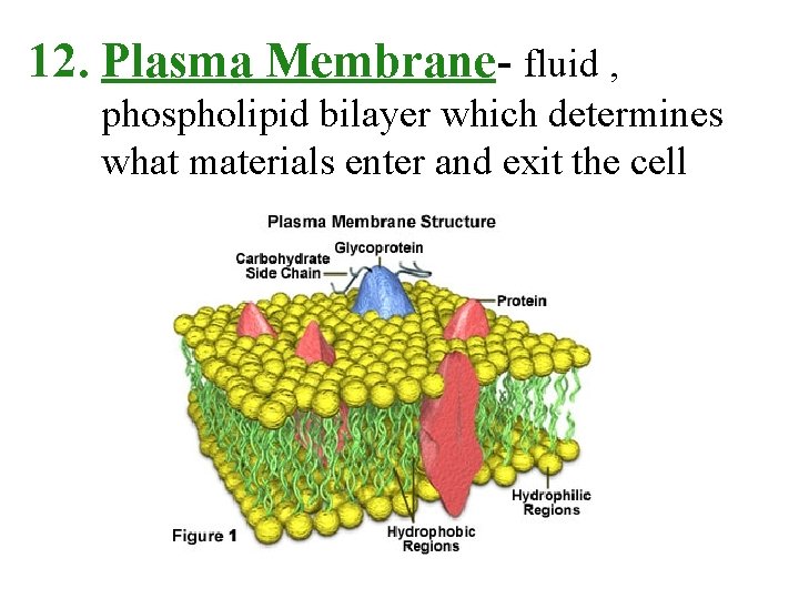 12. Plasma Membrane- fluid , phospholipid bilayer which determines what materials enter and exit