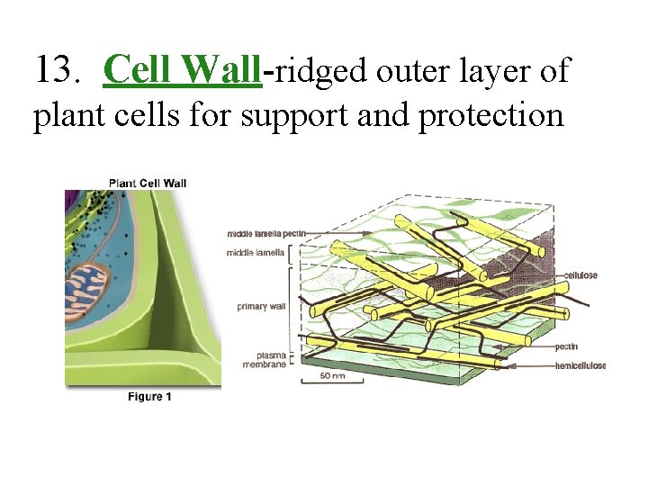 13. Cell Wall-ridged outer layer of plant cells for support and protection 