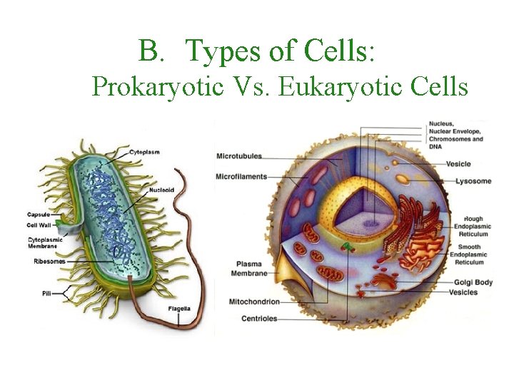 B. Types of Cells: Prokaryotic Vs. Eukaryotic Cells 