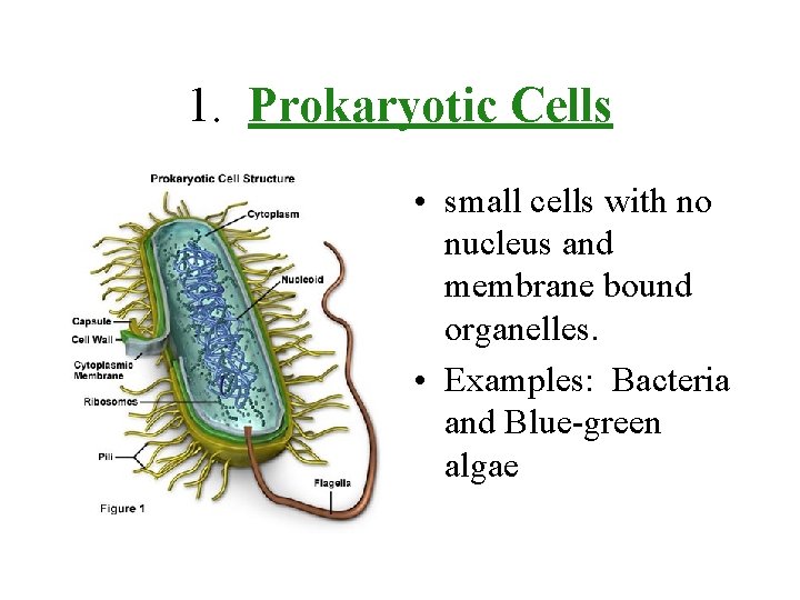 1. Prokaryotic Cells • small cells with no nucleus and membrane bound organelles. •