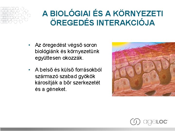 A BIOLÓGIAI ÉS A KÖRNYEZETI ÖREGEDÉS INTERAKCIÓJA • Az öregedést végső soron biológiánk és