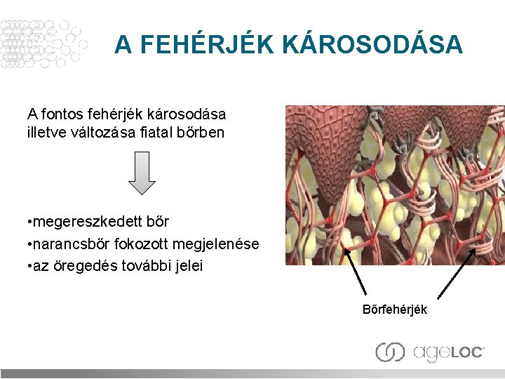 A FEHÉRJÉK KÁROSODÁSA A fontos fehérjék károsodása illetve változása fiatal bőrben • megereszkedett bőr