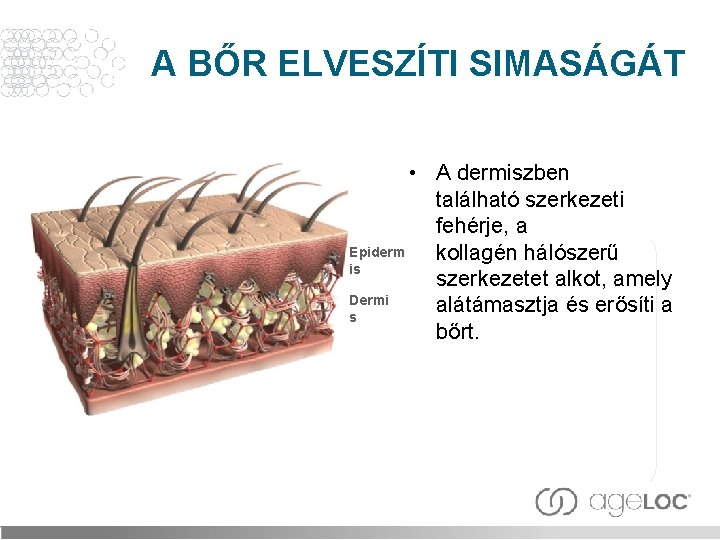 A BŐR ELVESZÍTI SIMASÁGÁT • A dermiszben található szerkezeti fehérje, a Epiderm kollagén hálószerű