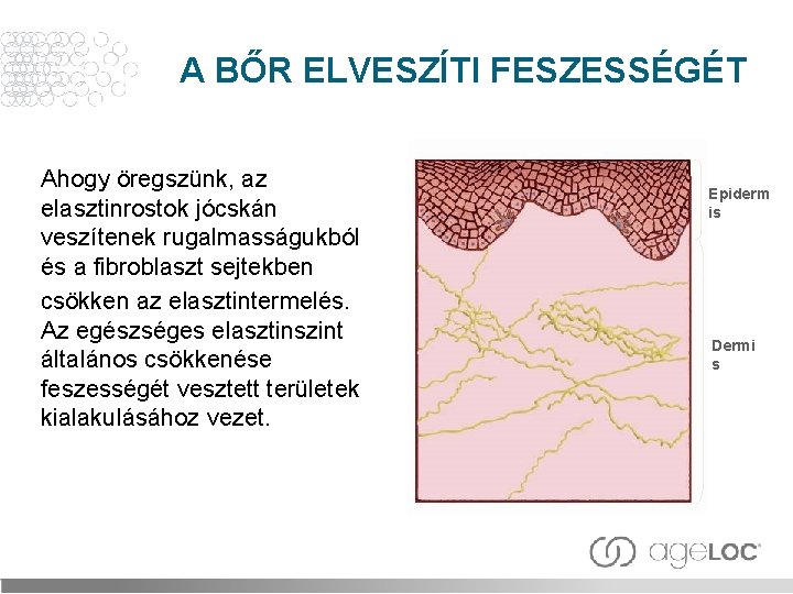 A BŐR ELVESZÍTI FESZESSÉGÉT Ahogy öregszünk, az elasztinrostok jócskán veszítenek rugalmasságukból és a fibroblaszt