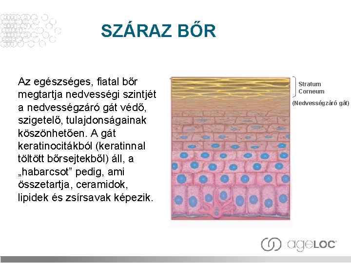 SZÁRAZ BŐR Az egészséges, fiatal bőr megtartja nedvességi szintjét a nedvességzáró gát védő, szigetelő,