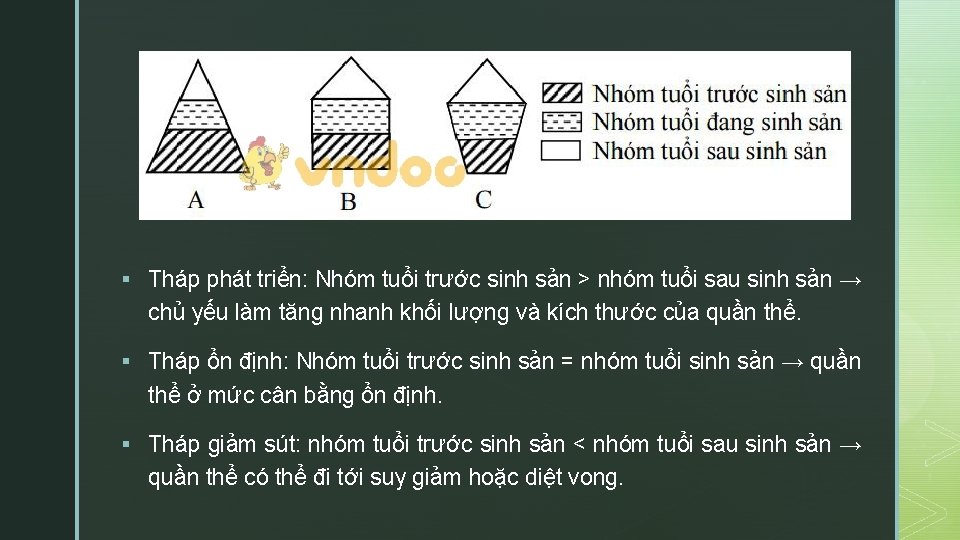 § Tháp phát triển: Nhóm tuổi trước sinh sản > nhóm tuổi sau sinh