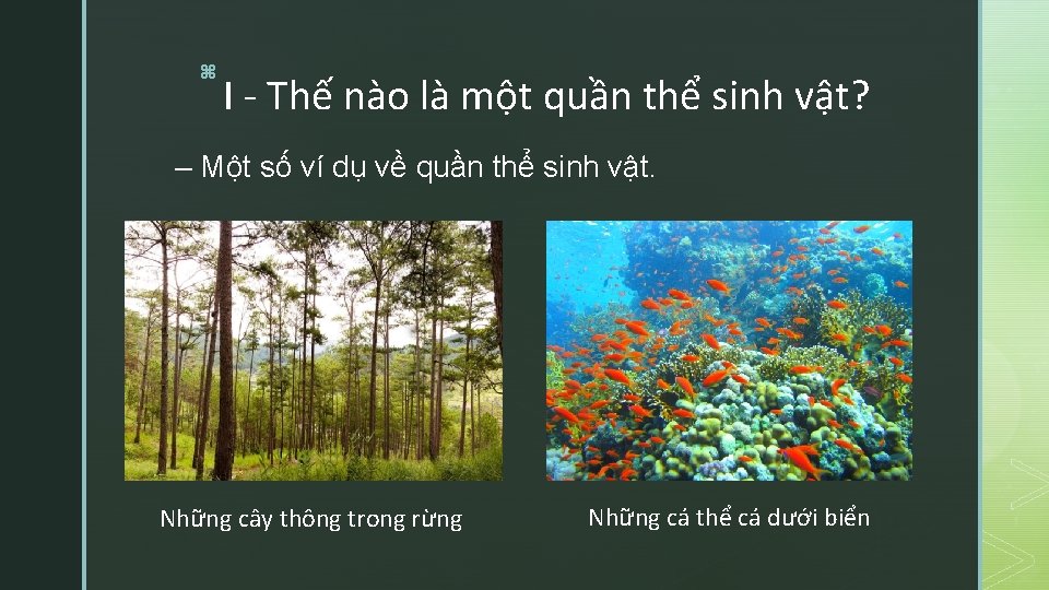 z I - Thế nào là một quần thể sinh vật? – Một số