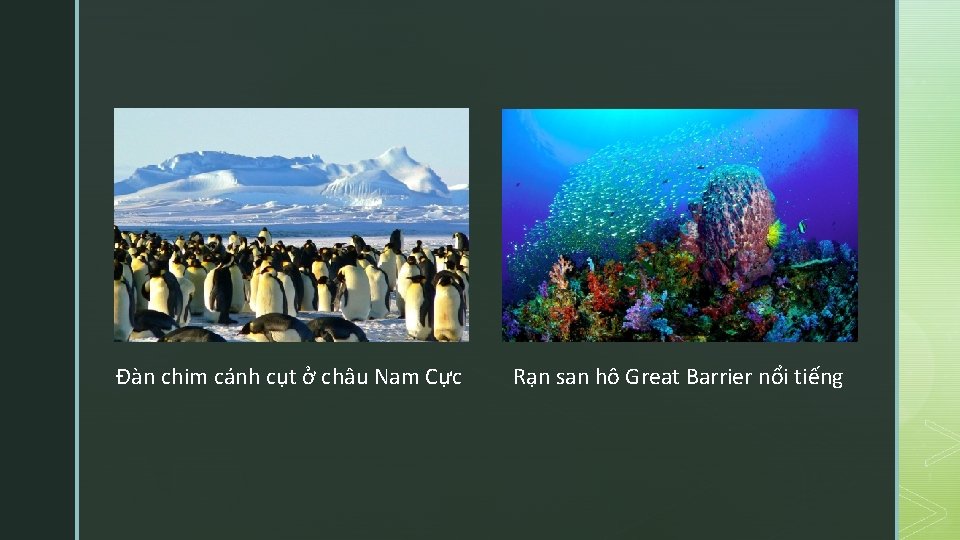 Đàn chim cánh cụt ở châu Nam Cực Rạn san hô Great Barrier nổi