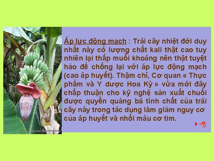 Áp lực động mạch : Trái cây nhiệt đới duy nhất này có lượng