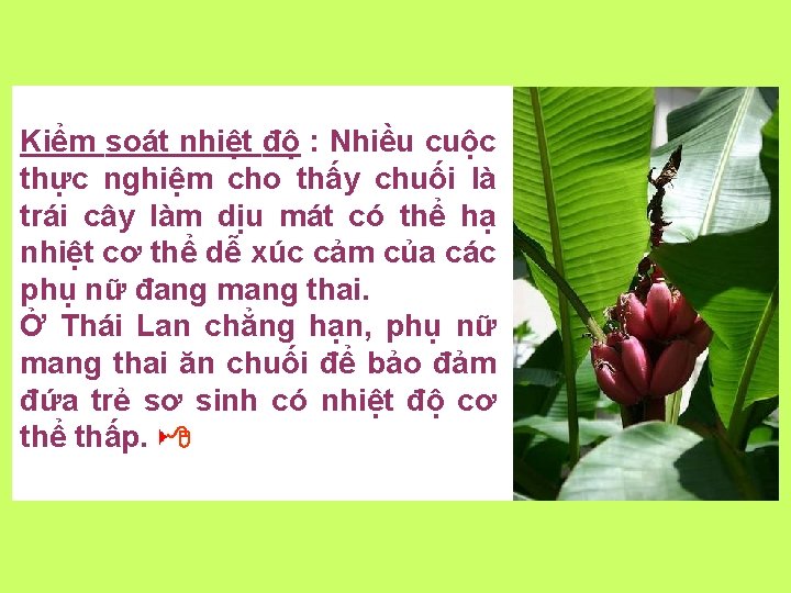 Kiểm soát nhiệt độ : Nhiều cuộc thực nghiệm cho thấy chuối là trái