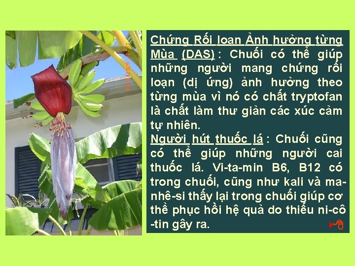 Chứng Rối loạn Ảnh hưởng từng Mùa (DAS) : Chuối có thể giúp những