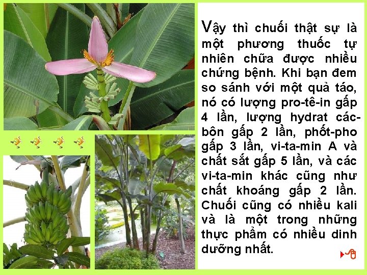 Vậy thì chuối thật sự là một phương thuốc tự nhiên chữa được nhiều