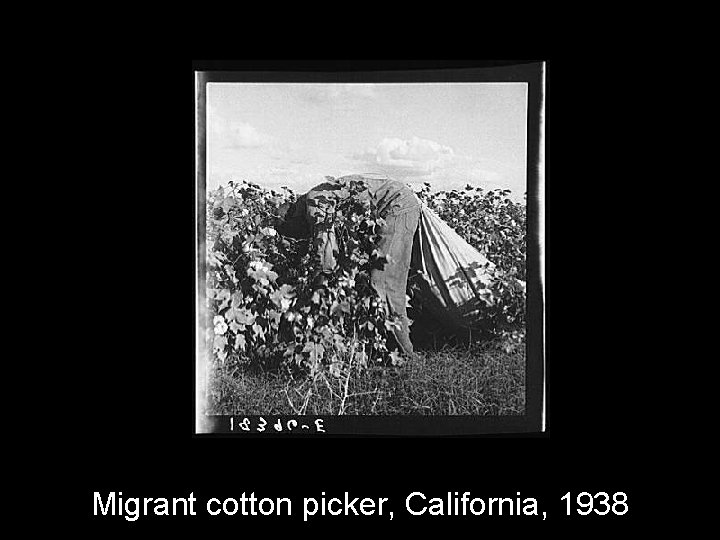 Migrant cotton picker, California, 1938 