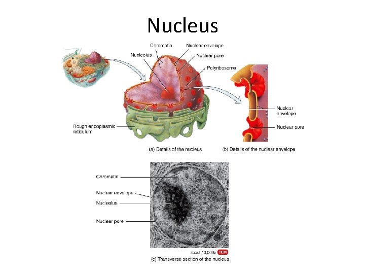 Nucleus  Nucleus