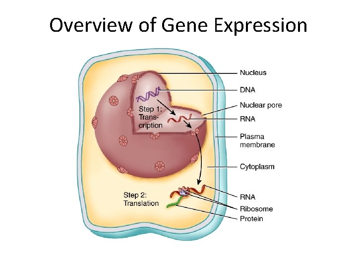 Overview of Gene Expression  Overview of Gene Expression