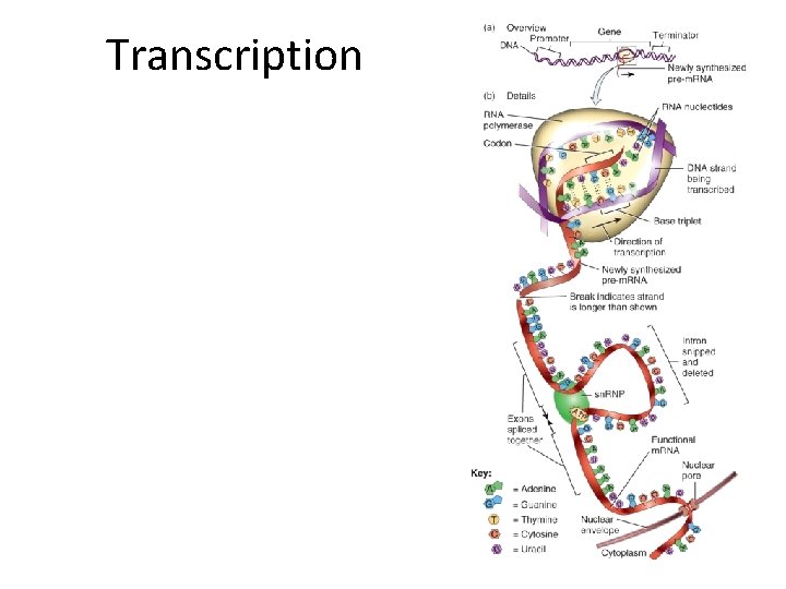 Transcription  Transcription