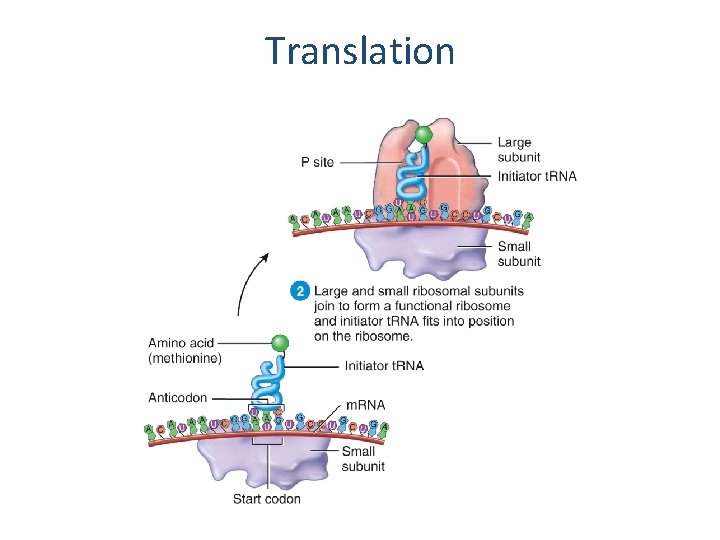 Translation  Translation