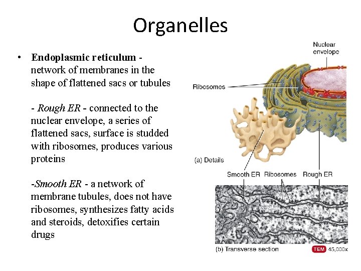 Organelles • Endoplasmic reticulum network of membranes in the shape of flattened sacs or Organelles • Endoplasmic reticulum network of membranes in the shape of flattened sacs or