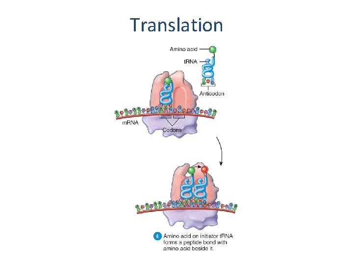 Translation  Translation