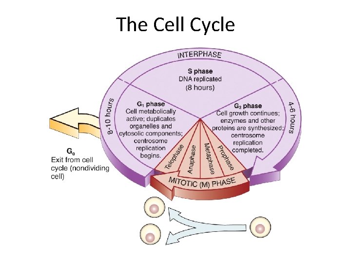 The Cell Cycle  The Cell Cycle