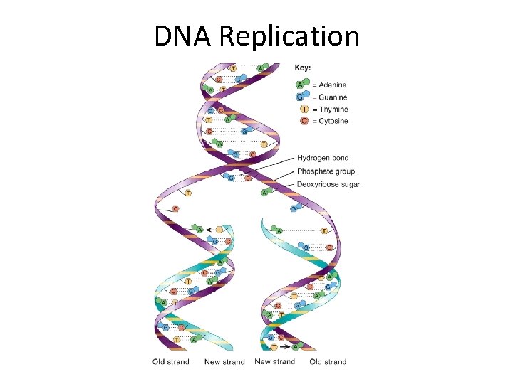 DNA Replication  DNA Replication