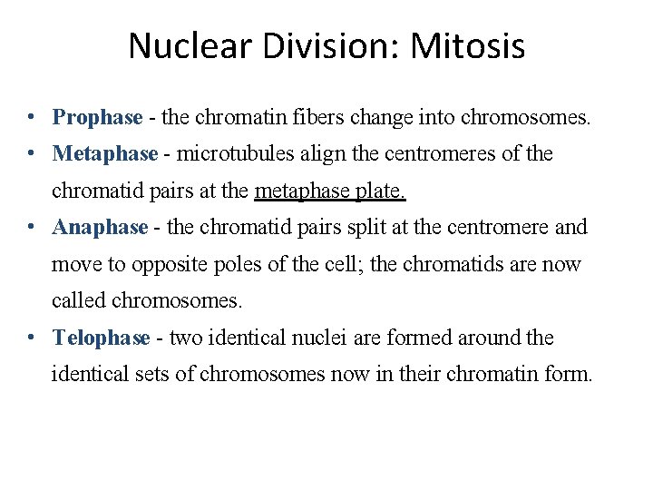 Nuclear Division: Mitosis • Prophase - the chromatin fibers change into chromosomes. • Metaphase Nuclear Division: Mitosis • Prophase - the chromatin fibers change into chromosomes. • Metaphase