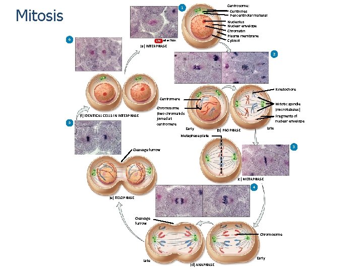 Mitosis Centrosome: Centrioles Pericentriolar material 1 6 Nucleolus Nuclear envelope Chromatin Plasma membrane Cytosol Mitosis Centrosome: Centrioles Pericentriolar material 1 6 Nucleolus Nuclear envelope Chromatin Plasma membrane Cytosol