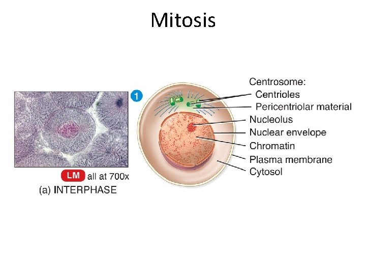 Mitosis  Mitosis