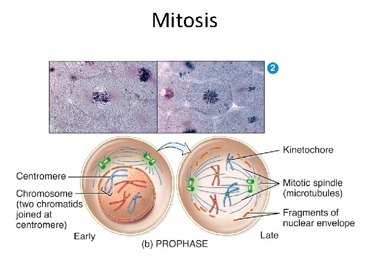 Mitosis  Mitosis