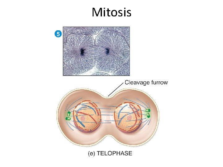 Mitosis  Mitosis