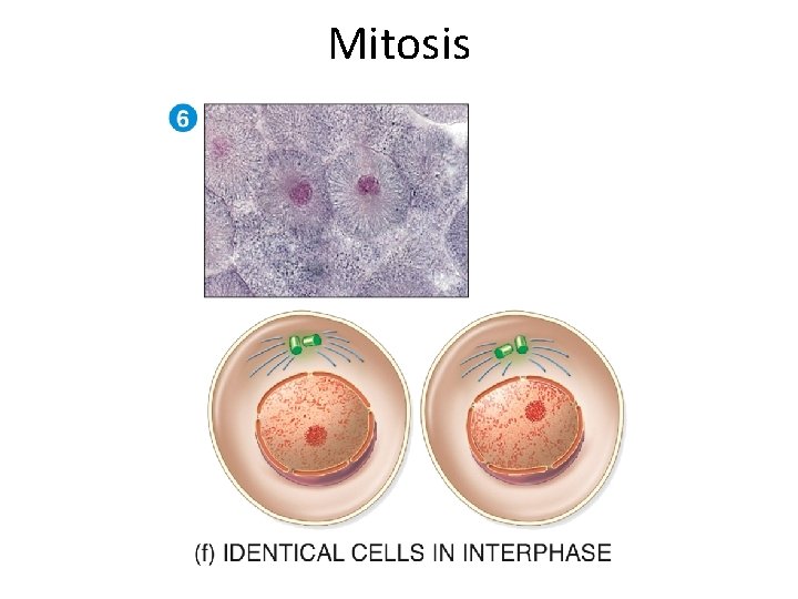 Mitosis  Mitosis