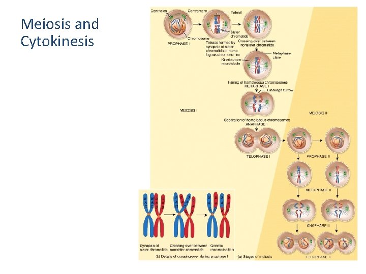 Meiosis and Cytokinesis  Meiosis and Cytokinesis