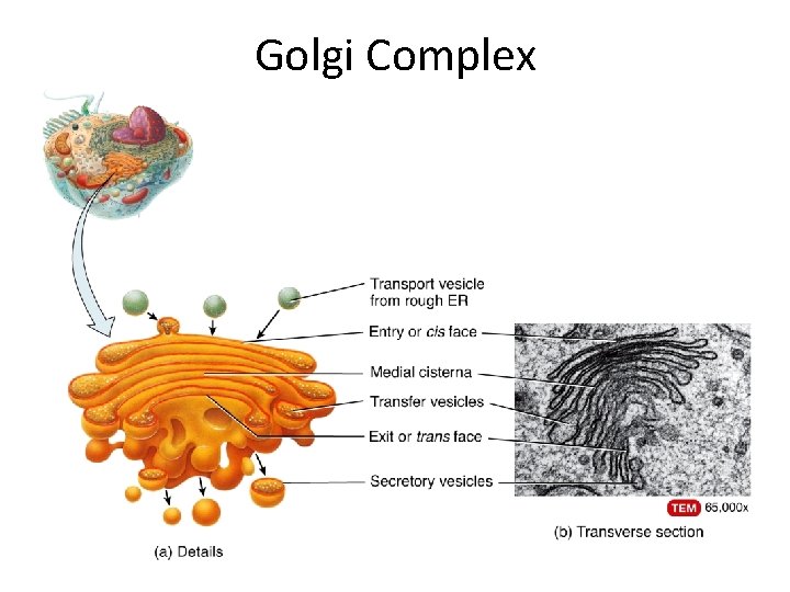 Golgi Complex  Golgi Complex