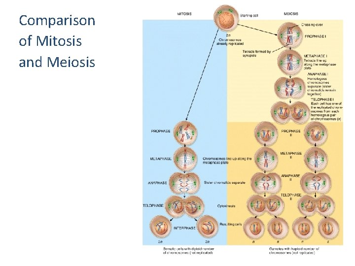 Comparison of Mitosis and Meiosis  Comparison of Mitosis and Meiosis