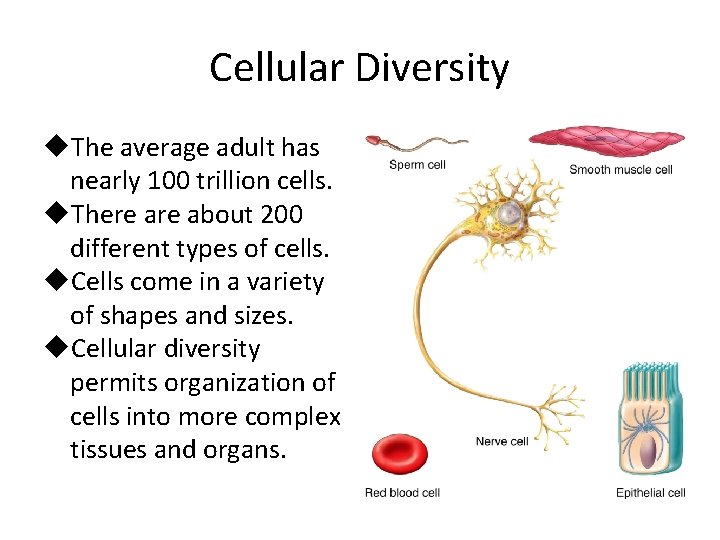 Cellular Diversity u. The average adult has nearly 100 trillion cells. u. There about Cellular Diversity u. The average adult has nearly 100 trillion cells. u. There about
