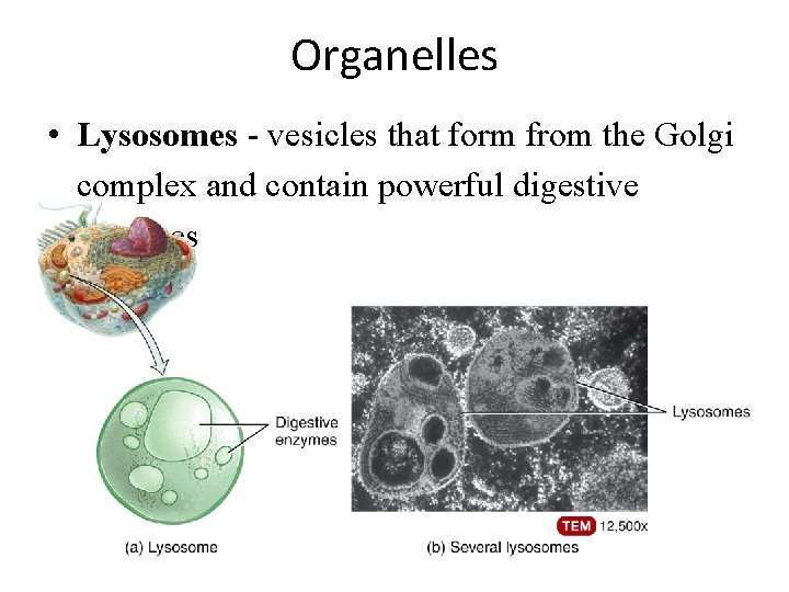 Organelles • Lysosomes - vesicles that form from the Golgi complex and contain powerful Organelles • Lysosomes - vesicles that form from the Golgi complex and contain powerful