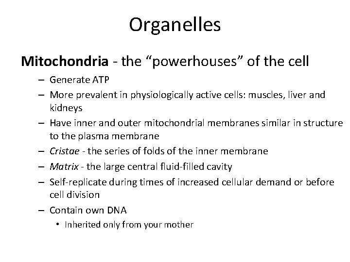 Organelles Mitochondria - the “powerhouses” of the cell – Generate ATP – More prevalent Organelles Mitochondria - the “powerhouses” of the cell – Generate ATP – More prevalent