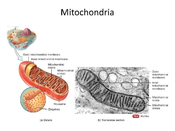 Mitochondria  Mitochondria