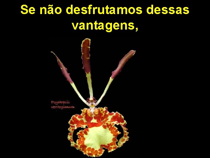 Se não desfrutamos dessas vantagens, 