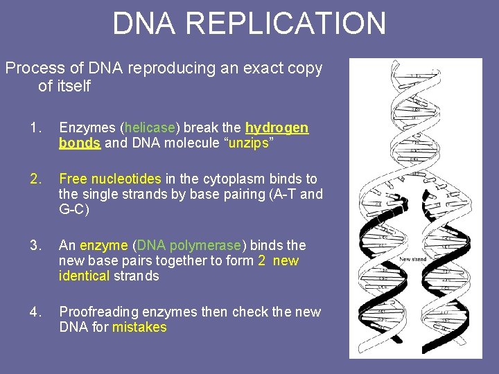 DNA REPLICATION Process of DNA reproducing an exact copy of itself 1. Enzymes (helicase)