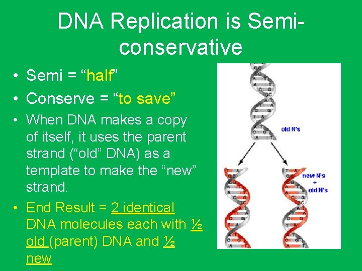 DNA Replication is Semiconservative • Semi = “half” • Conserve = “to save” •