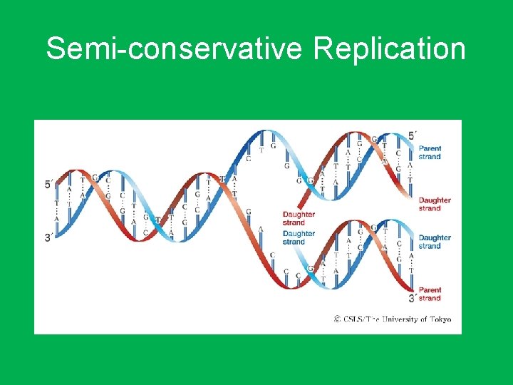 Semi-conservative Replication 