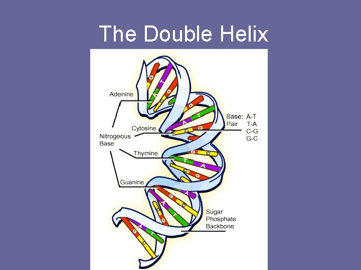 The Double Helix 