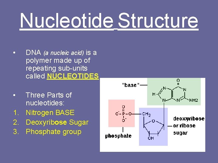 Nucleotide Structure • • DNA (a nucleic acid) is a polymer made up of