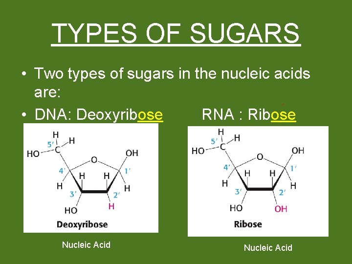 TYPES OF SUGARS • Two types of sugars in the nucleic acids are: •