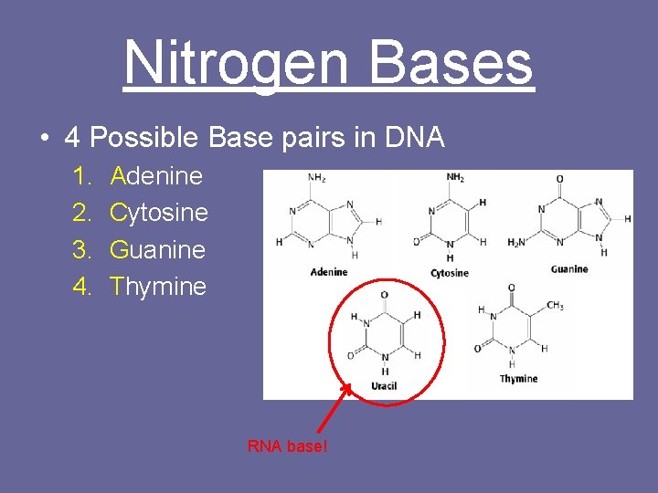 Nitrogen Bases • 4 Possible Base pairs in DNA 1. 2. 3. 4. Adenine