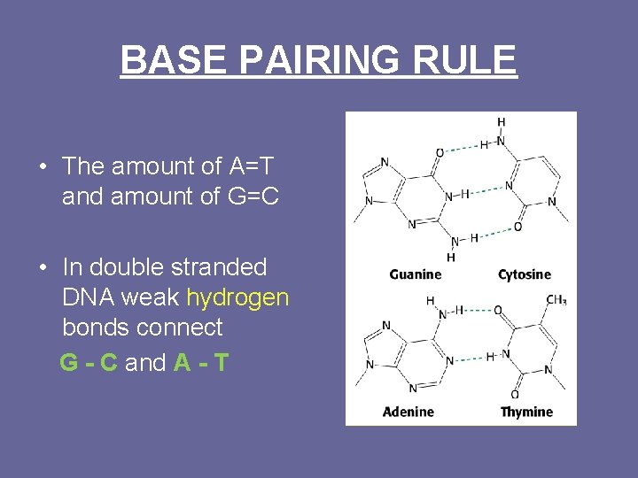 BASE PAIRING RULE • The amount of A=T and amount of G=C • In