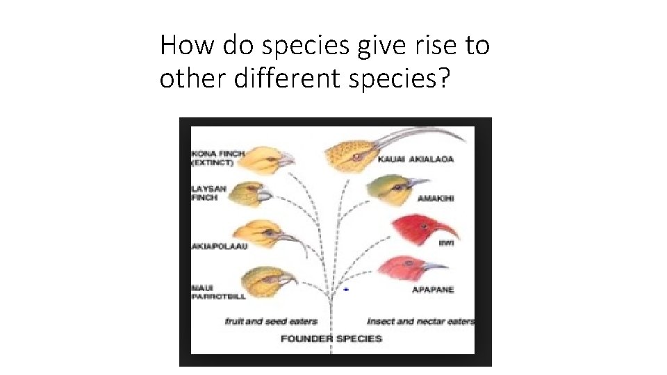 How do species give rise to other different species? 