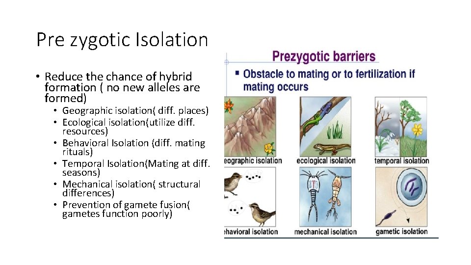 Pre zygotic Isolation • Reduce the chance of hybrid formation ( no new alleles