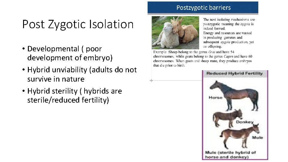 Post Zygotic Isolation • Developmental ( poor development of embryo) • Hybrid unviability (adults